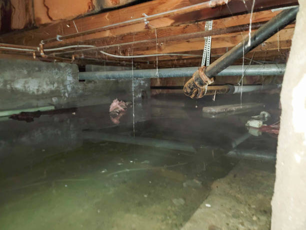 Best Local water damage restoration  in Kings Park, NY